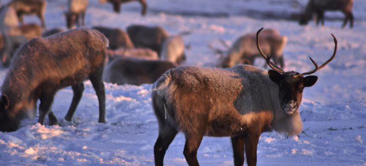 Historical Spotlight: Ted Katcheak and the Seward Peninsula Reindeer